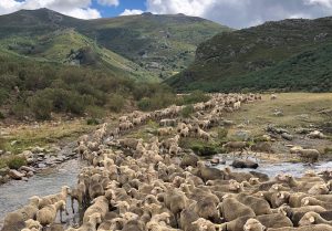 photo blog comineza la trashumancia 2024