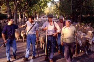 Fiesta de la Trashumancia 1997. Trashumancia y Naturaleza