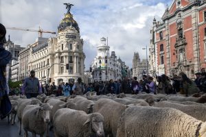 Fiesta de la Trashumancia 2019. Susana Cabañero 2